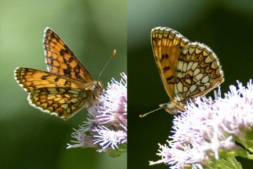 Melitaea athalia celadussa